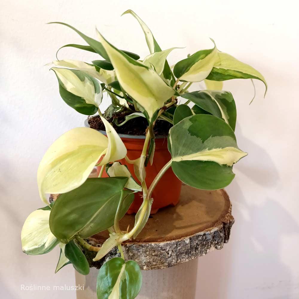 Filodendron scandens Rio