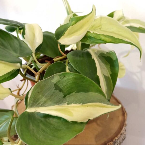 Filodendron scandens Rio