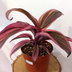 Cordyline strawberry queen - kordylina