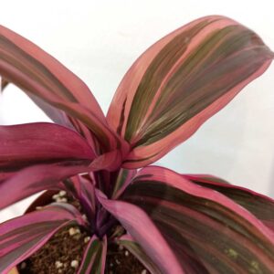 Cordyline strawberry queen - kordylina