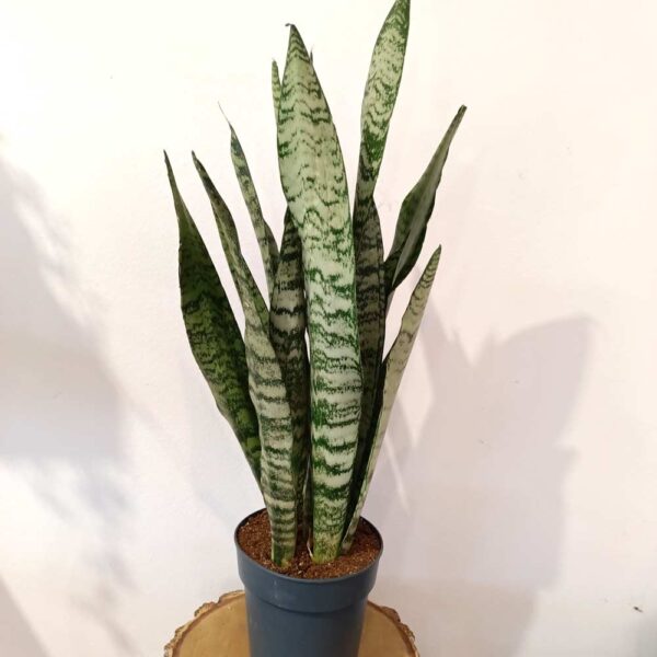 Sansevieria Zeylanica