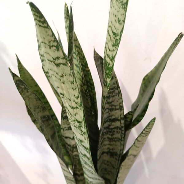 Sansevieria Zeylanica