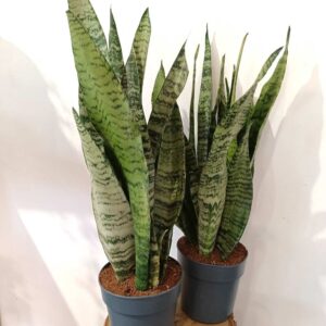 Sansevieria Zeylanica