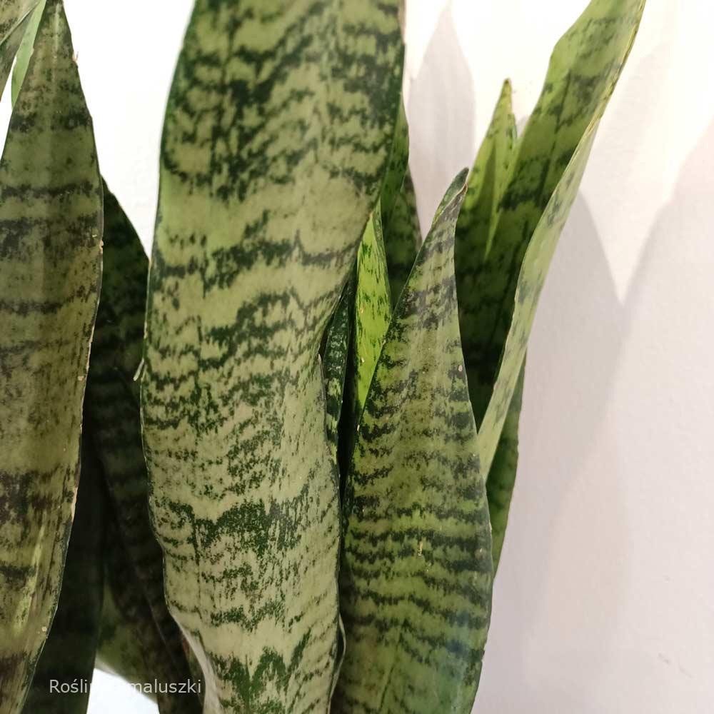 Sansevieria Zeylanica