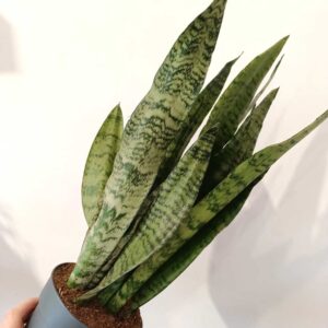 Sansevieria Zeylanica