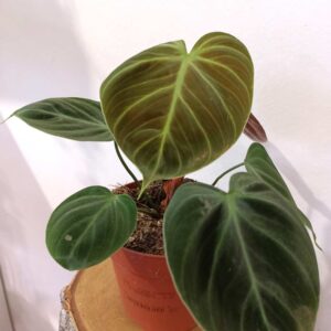 Filodendron El Choco Red