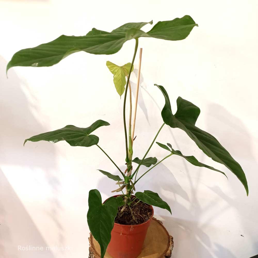 Anthurium Balaoanum