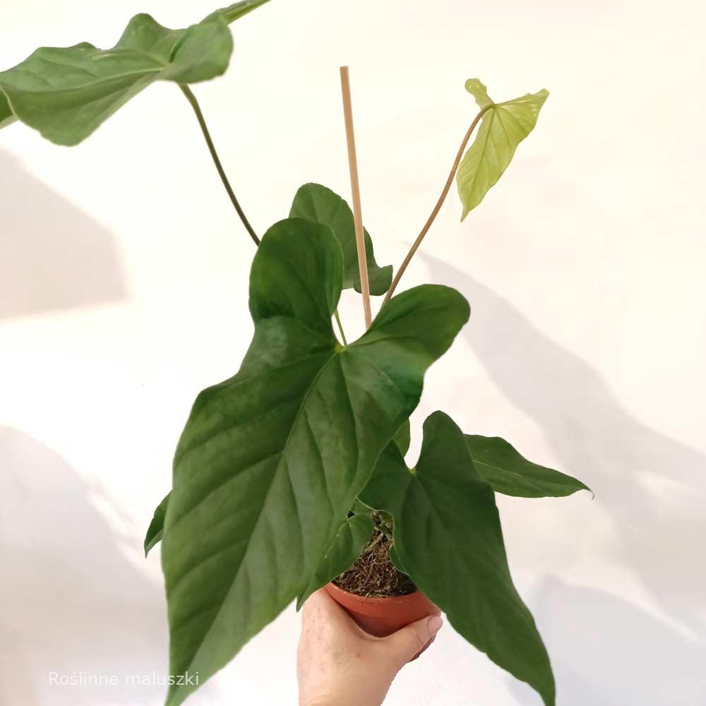 Anthurium Balaoanum