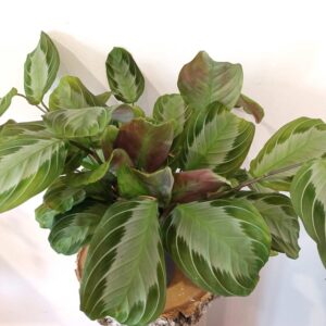 Maranta leuconeura Exclusive Grey