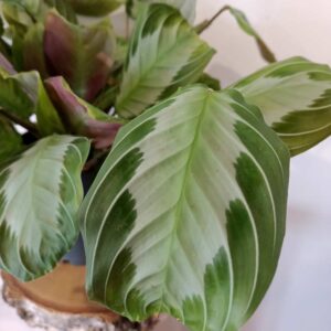 Maranta leuconeura Exclusive Grey