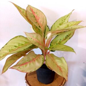 Aglaonema Chartreuse Pretty