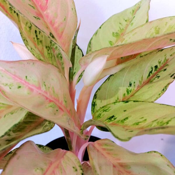 Aglaonema Chartreuse Pretty