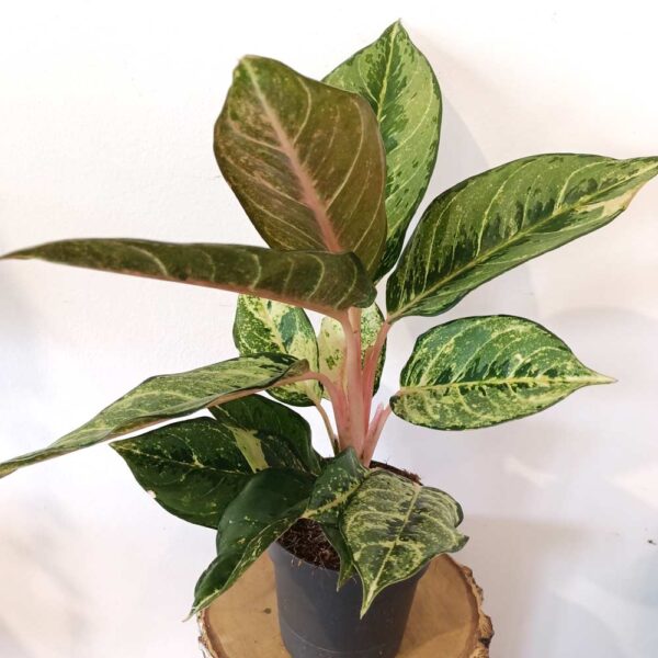 Aglaonema Chartreuse Pretty