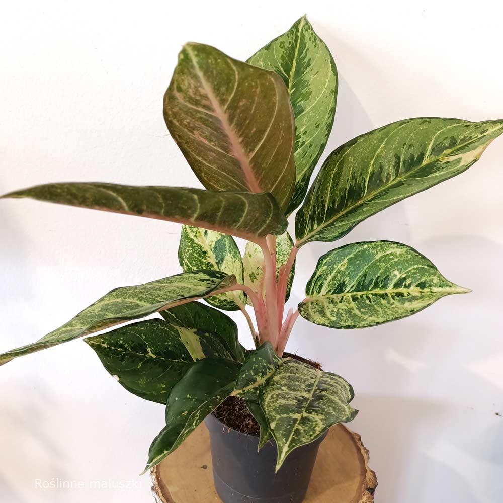 Aglaonema Chartreuse Pretty