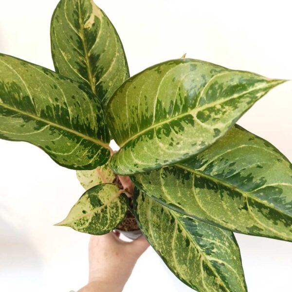 Aglaonema Chartreuse Pretty