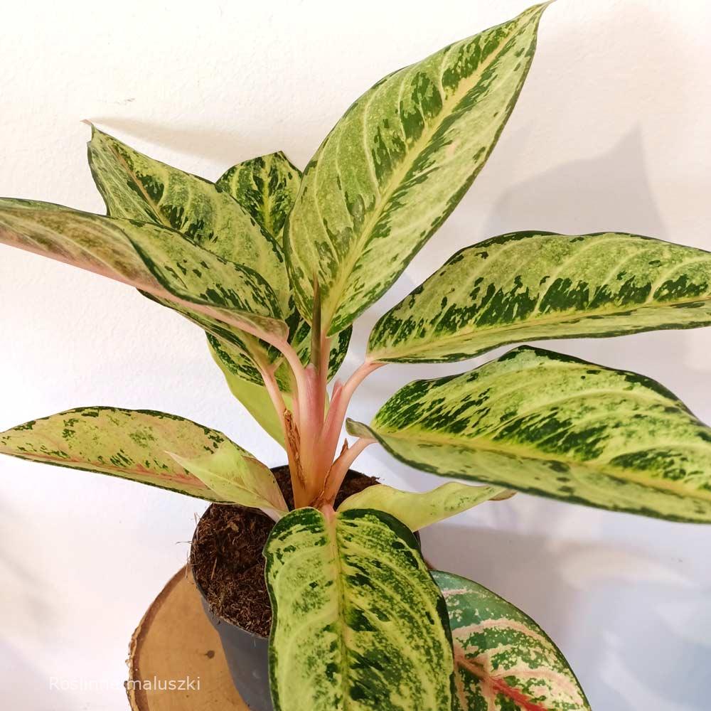 Aglaonema Chartreuse Pretty