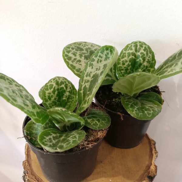 Streptocarpus Pretty Turtle - skrętnik