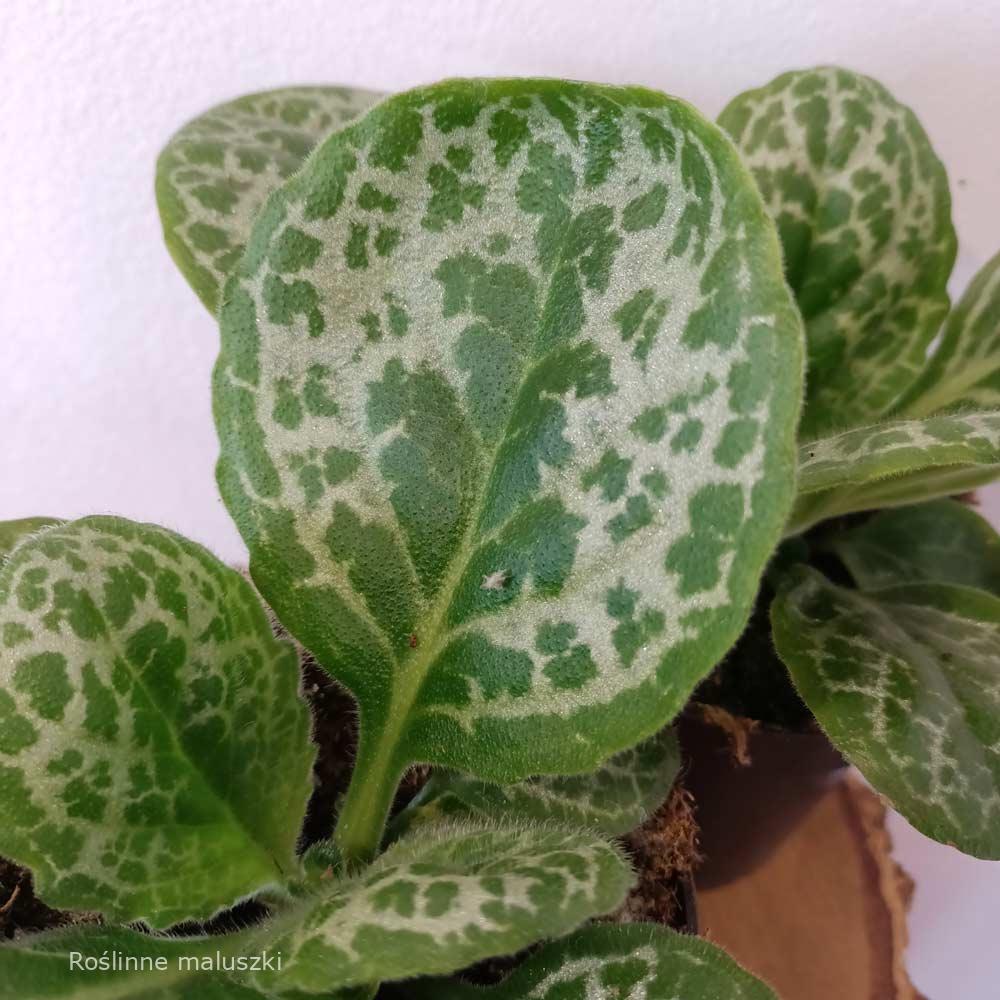 Streptocarpus Pretty Turtle – skrętnik