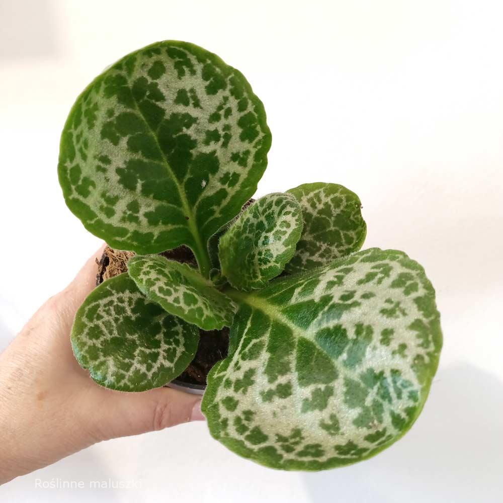 Streptocarpus Pretty Turtle – skrętnik