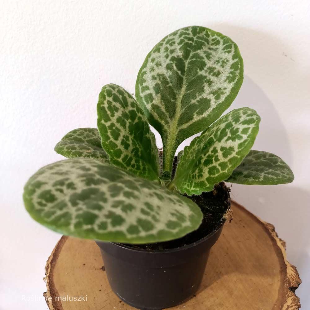 Streptocarpus Pretty Turtle – skrętnik