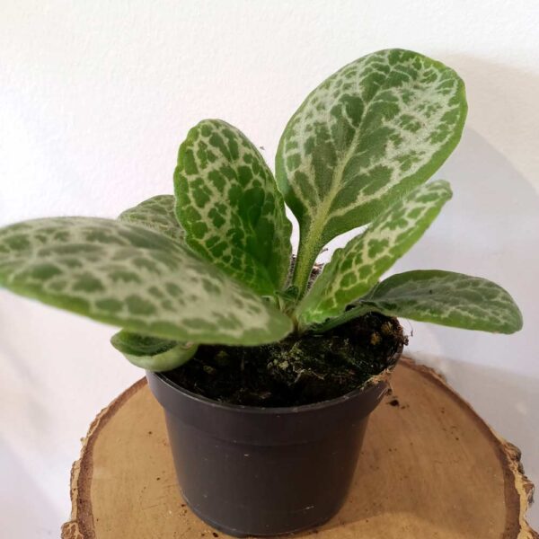 Streptocarpus Pretty Turtle - skrętnik