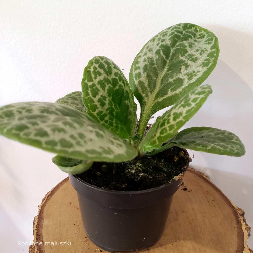 Streptocarpus Pretty Turtle – skrętnik