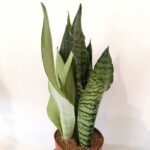 Sansevieria