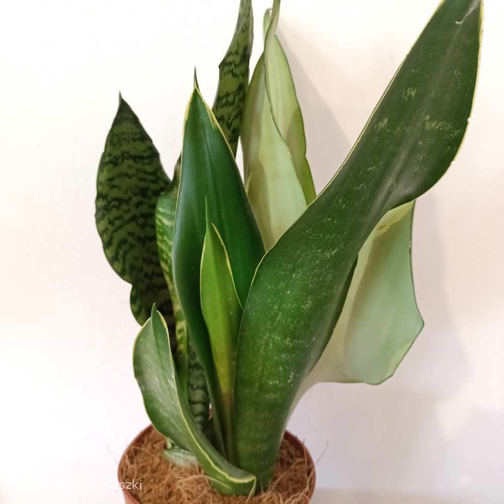 Sansevieria