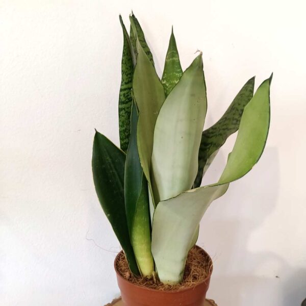 Sansevieria