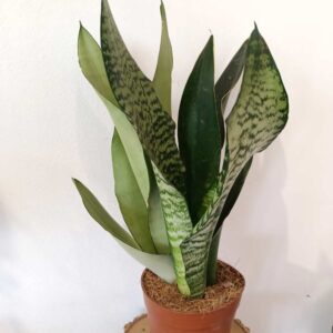 Sansevieria