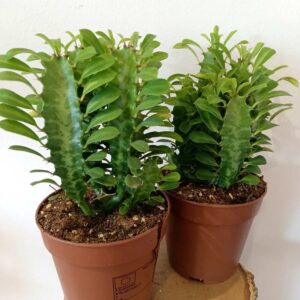 Euphorbia Trigona green