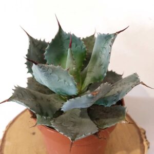 Agave potatorum (agawa)