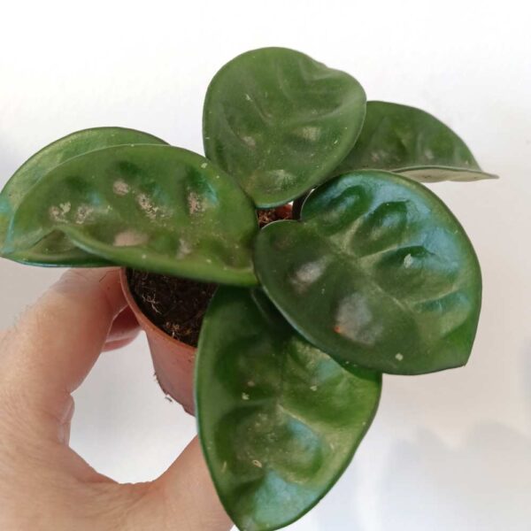 Hoya carnosa Krinkle 8