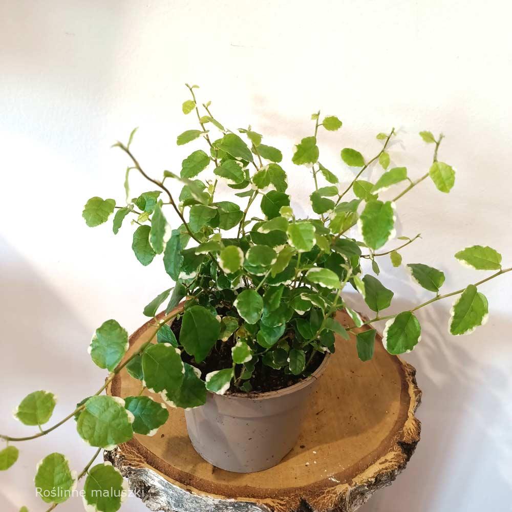 Ficus pumila Belle Sunny