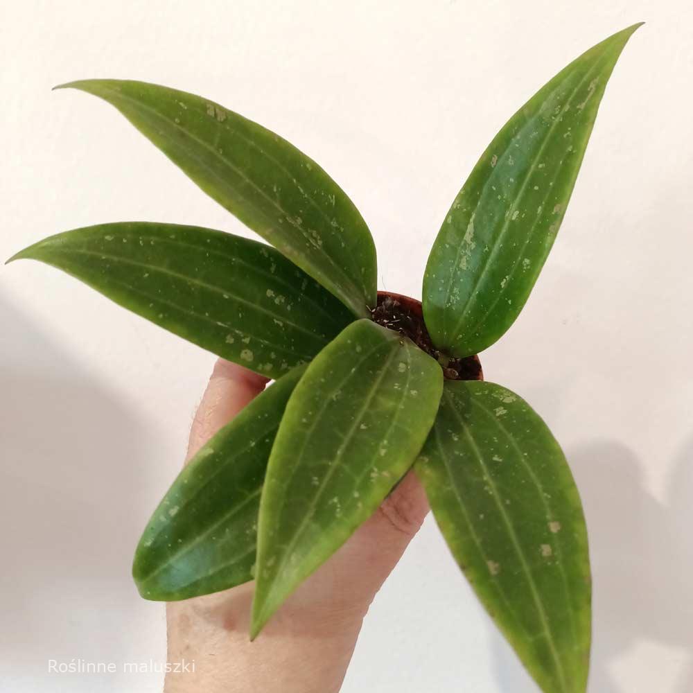 Hoya sp Loei