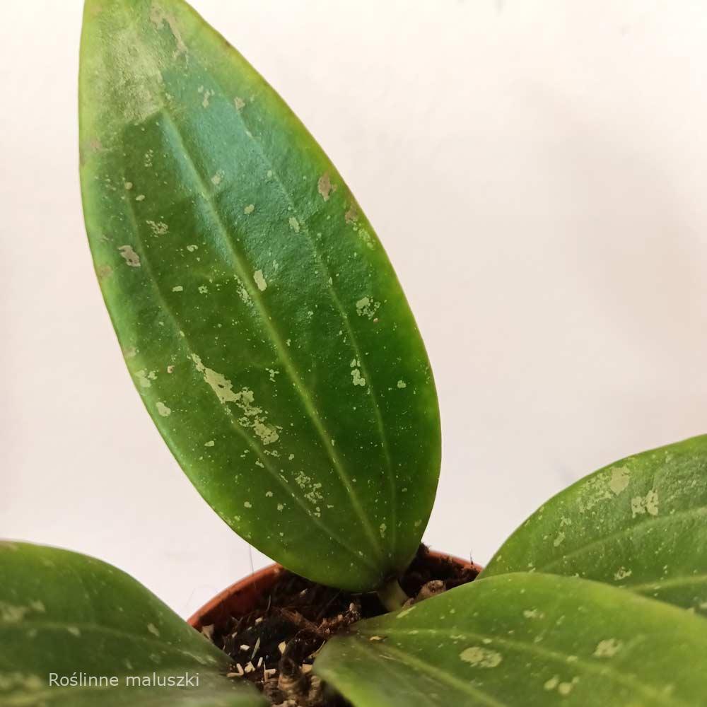 Hoya sp Loei