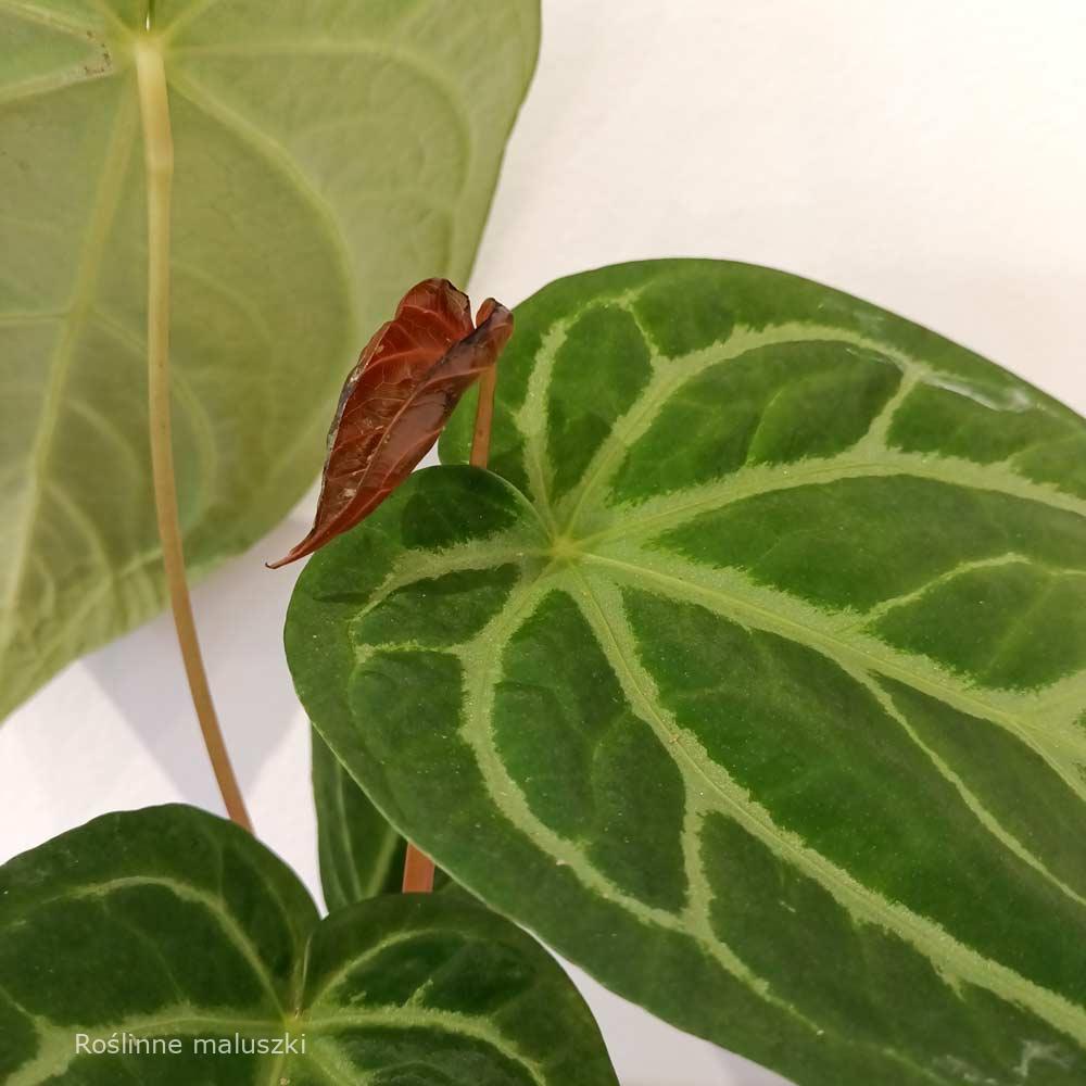 Anthurium Magnificum