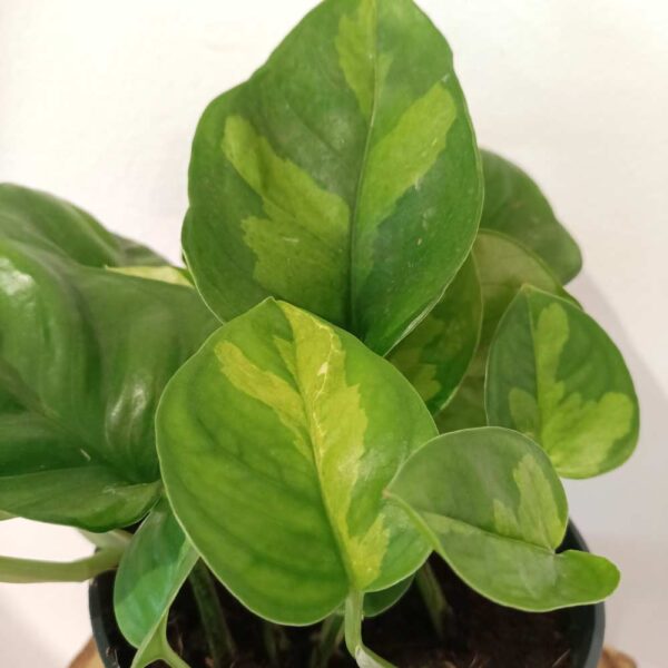 Epipremnum pinnatum Global Green