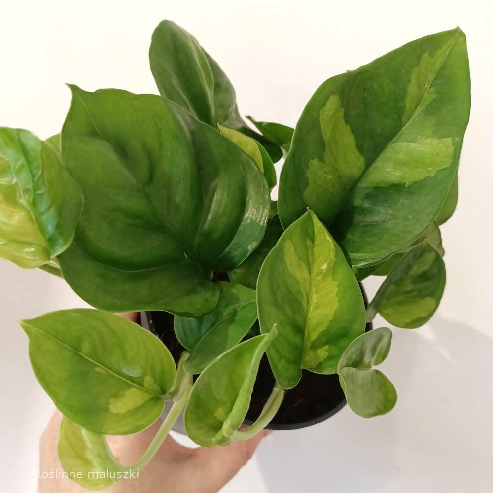 Epipremnum pinnatum Global Green