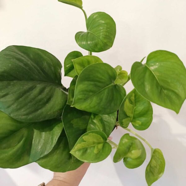 Epipremnum pinnatum Global Green