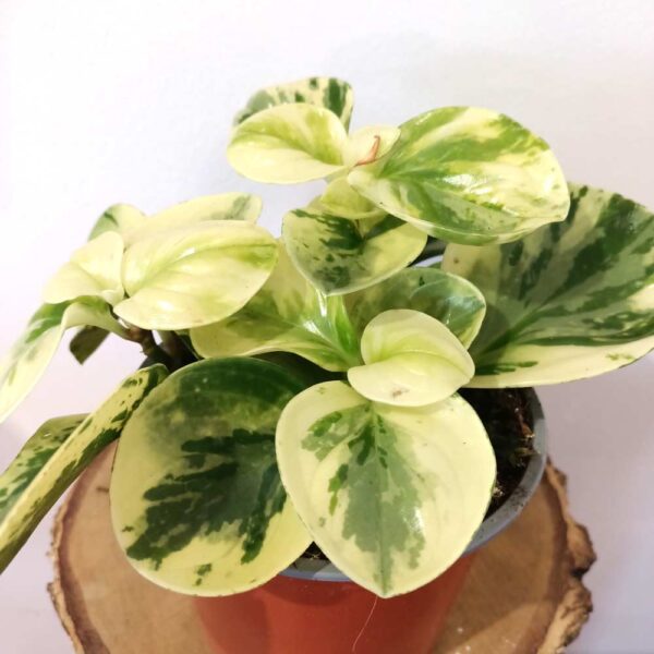 Peperomia obtusifolia Marble