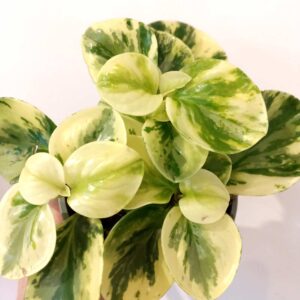 Peperomia obtusifolia Marble