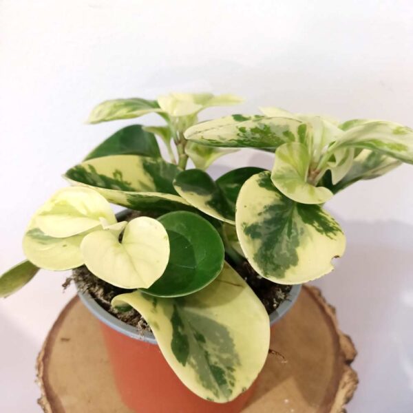 Peperomia obtusifolia Marble