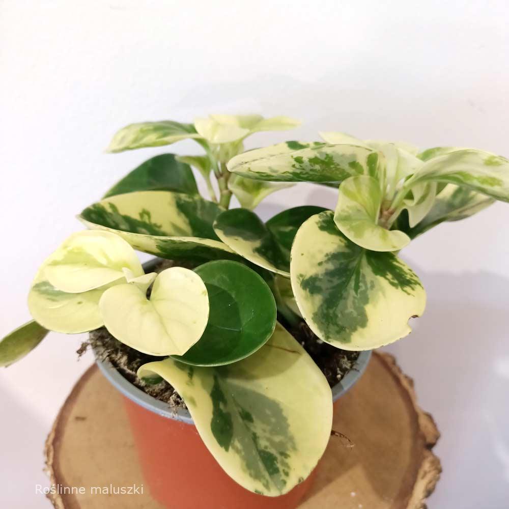 Peperomia obtusifolia Marble