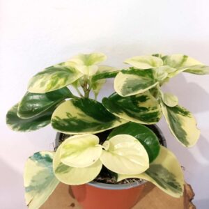 Peperomia obtusifolia Marble