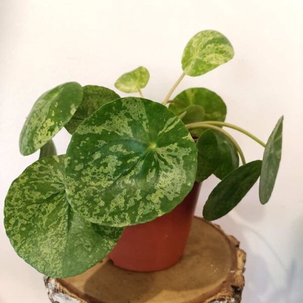 Pilea peperomioides Mojito