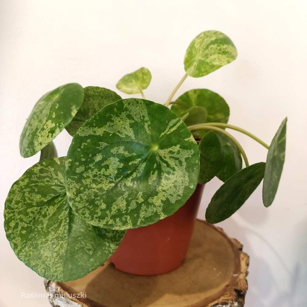 Pilea peperomioides Mojito