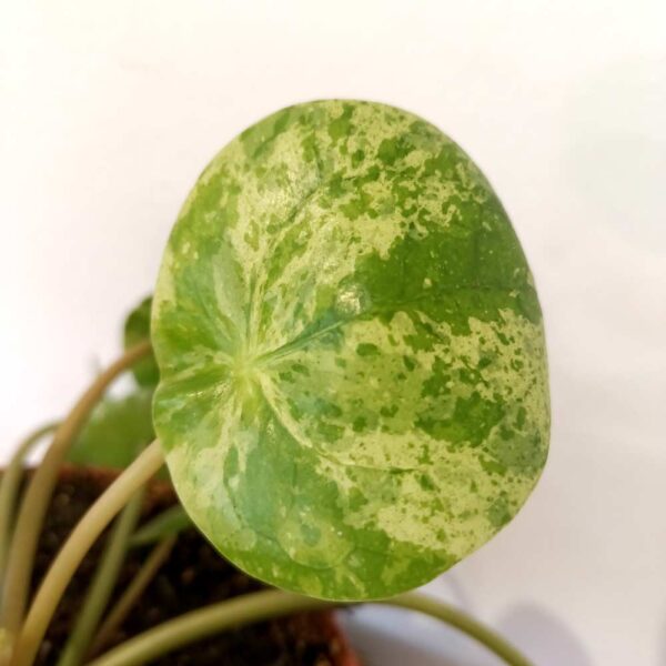 Pilea peperomioides Mojito