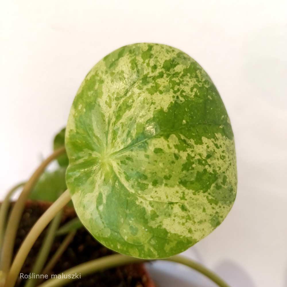 Pilea peperomioides Mojito