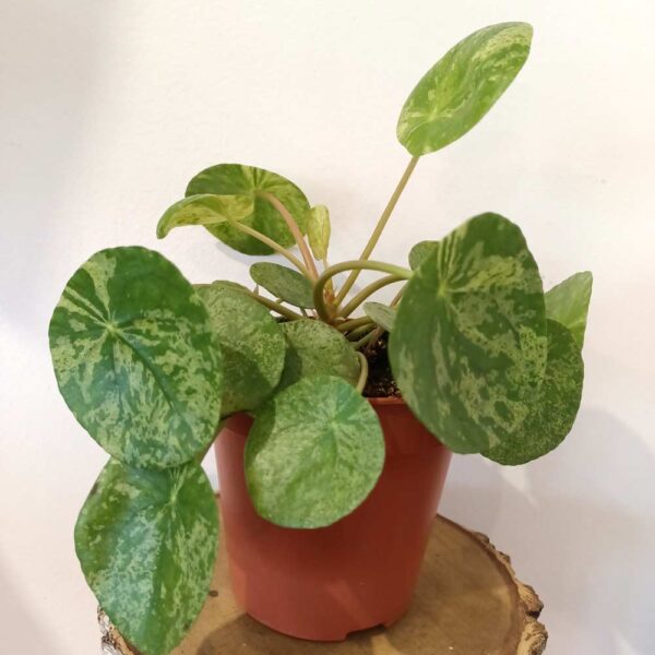 Pilea peperomioides Mojito